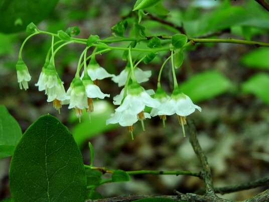 {Vaccinium stamineum}